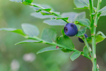 Nice ripe blueberry in forest, close up photo