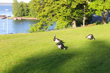 Birds are walking on the grass near the Gulf of Finland. Helsinki, Finland