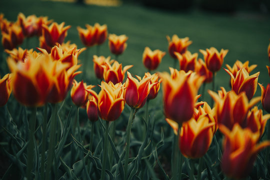 Tulips field