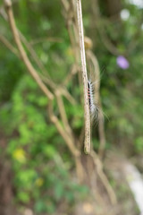 An insect on the tree branch