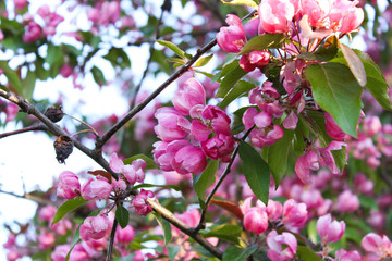 Beautiful flowers in Helsinki, Finland. Flowers bloom