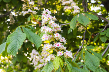 Beautiful flowers in Helsinki, Finland. Flowers bloom