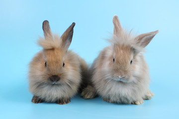 front view and close up two cute baby brown bunny rabbit on blue background in studio lighting