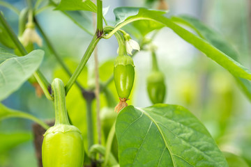 fresh organic green pepper on the bush