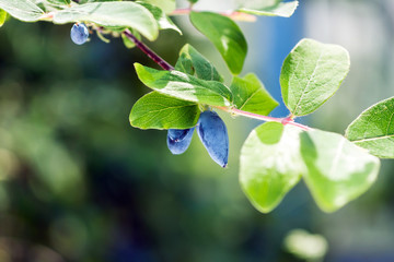 ripe blue berry on a branch of a bush. green leaves of a tree. 