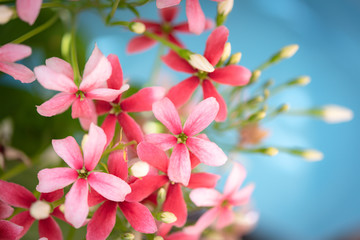 Obraz premium Beautiful pink and red Rangoon Creeper flowers over blue background