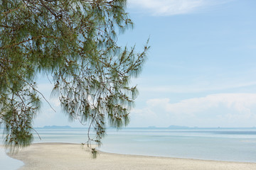Pine tree ,Casuarina equisetifolia branch over tropical beach background,Koh Samui-Thailand