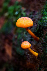 Fototapeta premium Fungi on the Maits Rest rainforest walk, near Apollo Bay, Great Ocean Road.