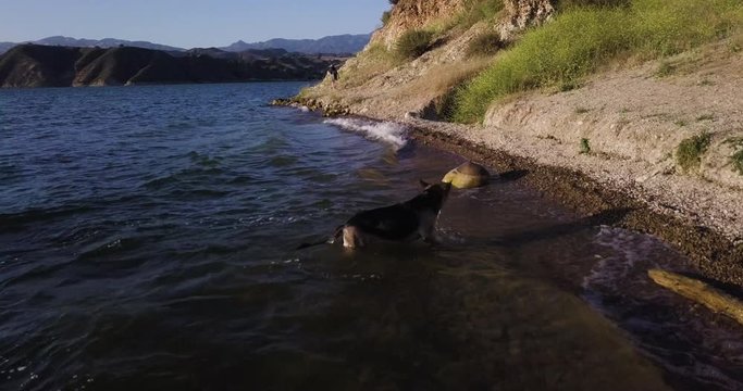 aerial drone shot of german shepherd getting out of the water of Lake Cachuma, reservoir in the Santa Ynez Valley of central Santa Barbara County, California, USA