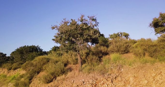 aerial drone orbiting shot around the tree on the hills of the Lake Cachuma, California, USA