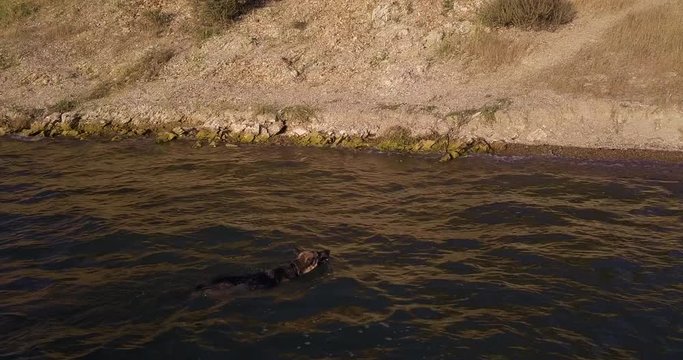 drone trucking right shot of dog german shepherd swimming in the Lake Cachuma, reservoir in the Santa Ynez Valley of central Santa Barbara County, California, USA