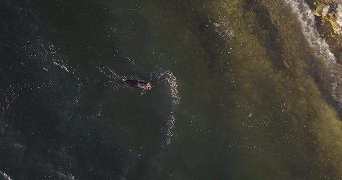 aerial drone overhead shot of german shepherd getting out of the water of Lake Cachuma, reservoir in the Santa Ynez Valley of central Santa Barbara County, California, USA