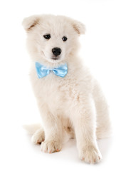 puppy samoyed dog in studio