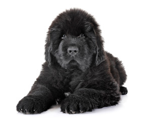 puppy newfoundland dog