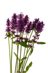 Obraz premium Stachys officinalis isolated white background