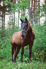 beautiful groomed horses on a farm
