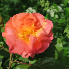 rose in the summer in the garden in orange color
