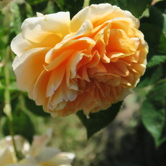 rose in the summer in the garden in orange color