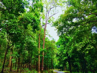 forest during monsoons