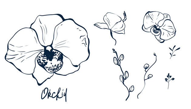 hand drawn set illustrations silhouette of orchid. sketch. vector black