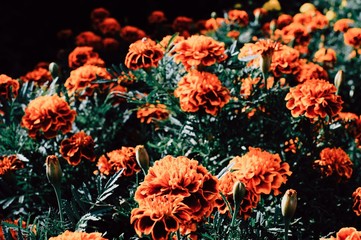 flowers in the garden