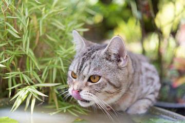Naklejka na ściany i meble Lovely cat with beautiful yellow eyes drinking water from lotus clay basin in garden