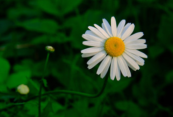 Elegant flower ordinary daisy