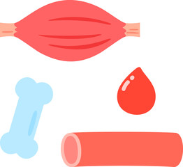 筋肉, 骨, 血管, 血液のイラストセット