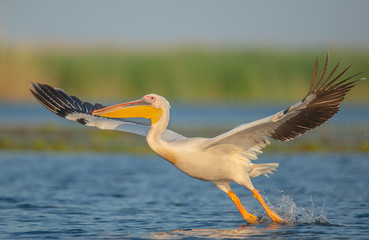 The great white pelican preparing to take off from the water. The bird has it's wings wide open and the legs touching the water before take-off