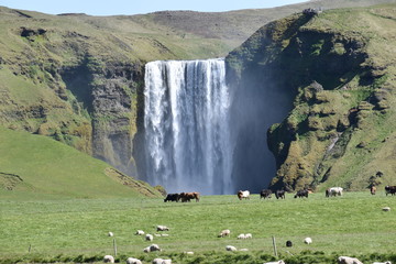 The big Skogafoss Waterfall in the South of Iceland