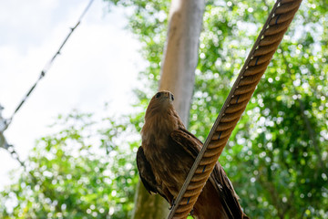 The flying show of a falconry bird