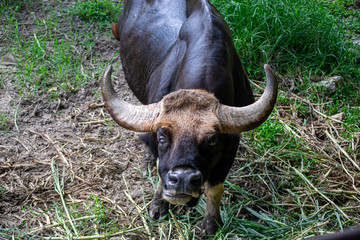 The Bull or Bison is chewing grass.