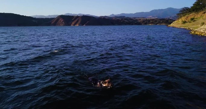 aerial drone parallax shot following dog, german shepherd swimming in the water of lake Cachuma, California,USA