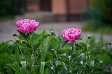 Beautiful pink peony close-ups on a beautiful green flowerbed. Spring flowers, bloom, romance.