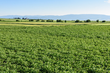 Fototapeta na wymiar Green field of potato crops in a row. Potato field at summer in Romania, Transylvania.