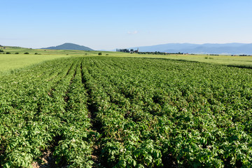 Fototapeta na wymiar Green field of potato crops in a row. Potato field at summer in Romania, Transylvania.