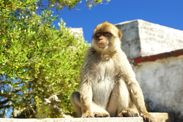 A monkey portrait on the mountain in Gibraltar