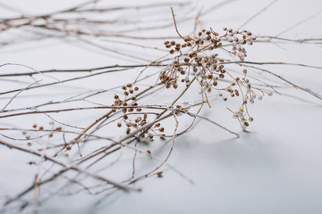 Texture. Dry grass on a white background