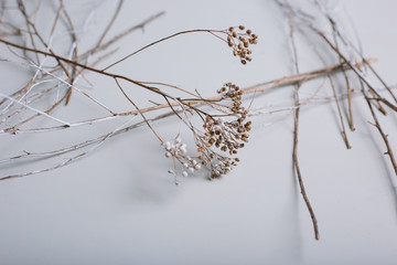 Texture. Dry grass on a white background