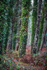 Fototapeta premium TREE WITH GREEN LEAVES IN FORES IN THE NORTH OF SPAIN