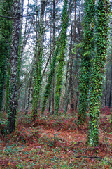 TREE WITH GREEN LEAVES IN FORES IN THE NORTH OF SPAIN