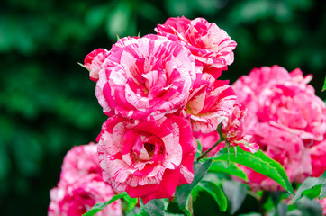 Flores de la naturaleza. Macro de flores