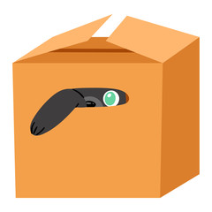 Cat in box vector kitty pet character domestic animal kitten in boxed gift illustration feline set of pussycat hidding in package isolated on white background