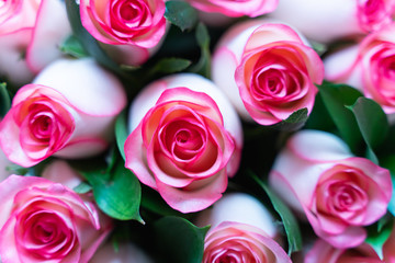 beautiful pink and cream roses bouquet as background or greeting card