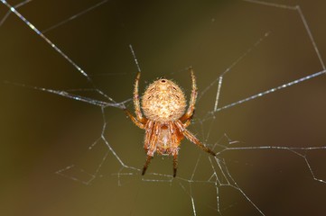 A macro image of an Orb Weaver spider hanging upside down in the center of its damaged web with a smooth brown background.