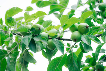 fresh apples on apple tree branch