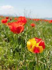 Yellow-red tulip - landmark of spring meadows in the foothills of Tien Shan, Kazakhstan