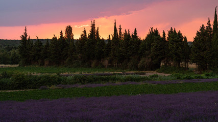 Obraz na płótnie Canvas Provence landscape with lavender in the late evening