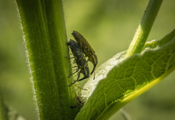 Love insects in the macrocosm, two weevils close up, Kazakhstan