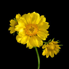 Beautiful yellow flower isolated on a black background